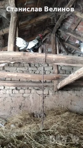 Продавам  петлета Зибрай, снимка 6 - Кокошки и пуйки - 47557661