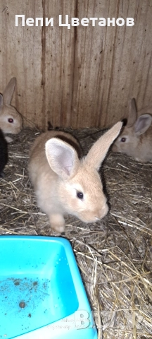 Продавам зайчета, снимка 9 - Други животни - 52867641