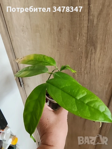 Хоя Campanulata, снимка 2 - Стайни растения - 53561976