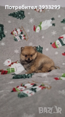 Померан мини померанче момче, снимка 2 - Померан - 52328942