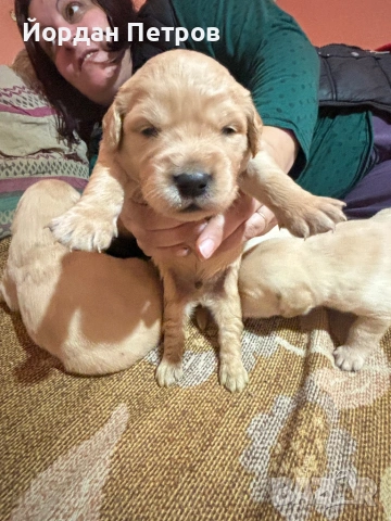 Голдън редривър , снимка 6 - Голдън ретривър - 53274440