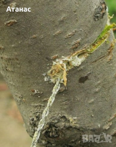 Въжен трион за оцеляване, снимка 2 - Палатки - 53428104