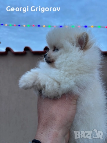 Померан момче, снимка 5 - Померан - 52722866