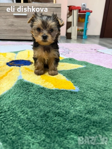 мини йорки , снимка 4 - Други - 53011248