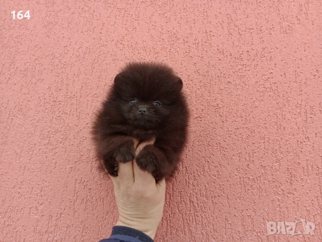 Мъжки шоколадов Померан. Реални снимки от 02.02.26 г. 