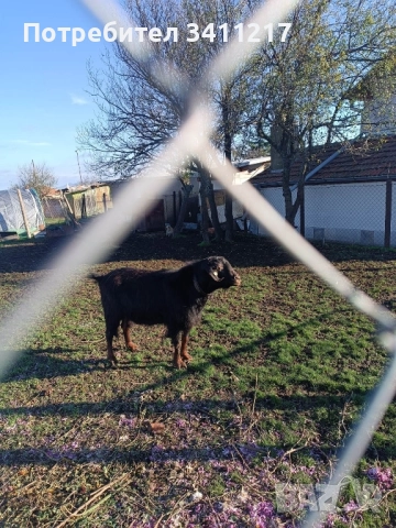 продавам пръч, снимка 5 - Кози - 52028404