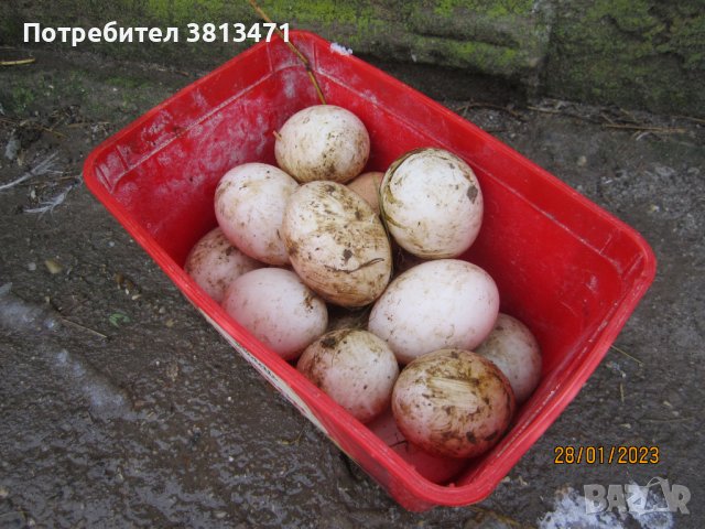 зайци и патeшки яйца, снимка 8 - Патици и гъски - 42446270