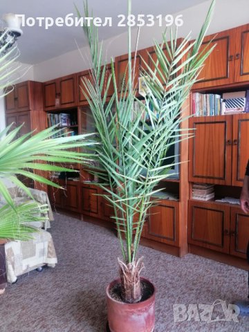 Голяма палма ФИНИКОВА , снимка 6 - Градински цветя и растения - 36742943