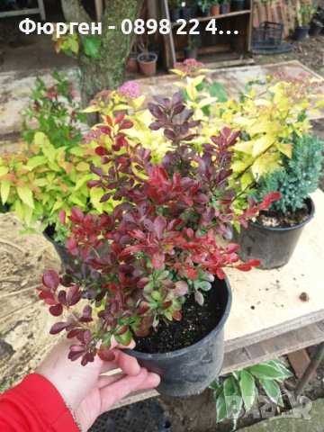 Берберис тунберги, снимка 12 - Разсади - 43662502