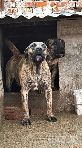 Преса Канарио / Дого Канарио 