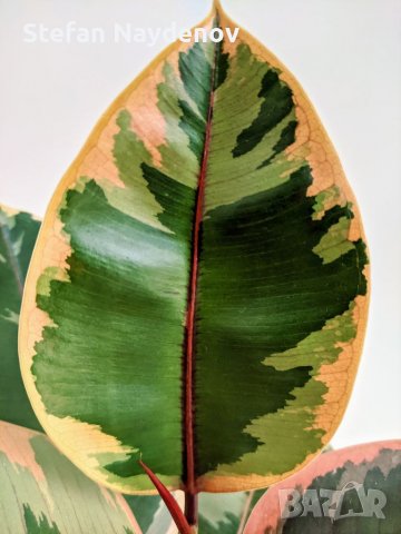 Ficus elastica "Tineke", снимка 4 - Стайни растения - 37943176