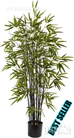 Oпаковка 60 висококачествени семена за посев и разсад от черен бамбук Bambusaceae градински растения, снимка 7 - Сортови семена и луковици - 48992756