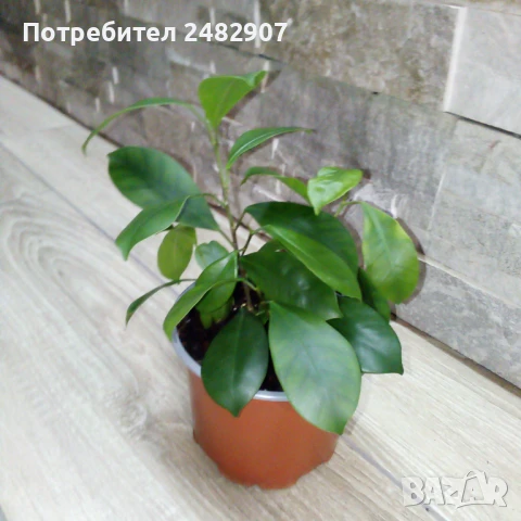 Фикус "Женшен" , снимка 5 - Стайни растения - 51303755