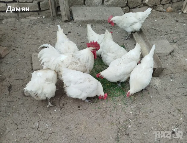 Яйца за люпене от Бяло Брезе!, снимка 1