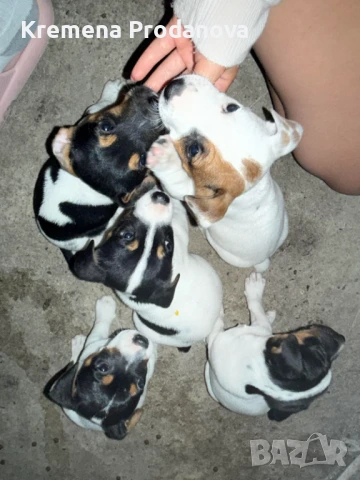 Джак ръсел  териер, снимка 1