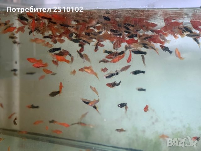 Декоративни риби на едро - собствено производство ТОП ЦЕНИ, снимка 12 - Рибки - 28319365