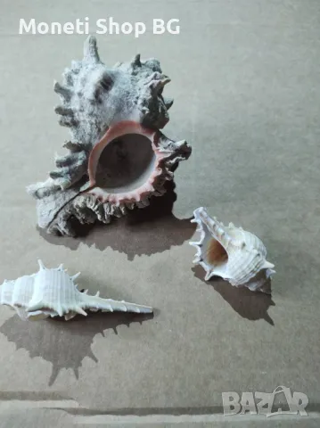 Океански дарове, снимка 4 - Други ценни предмети - 48922631