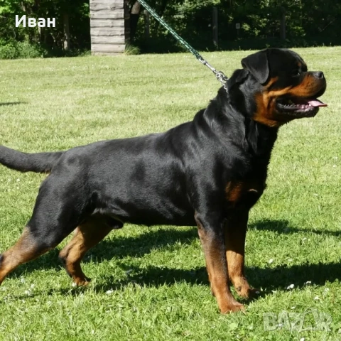 Ротвайлер за разплод, снимка 10 - Ротвайлер - 53155952