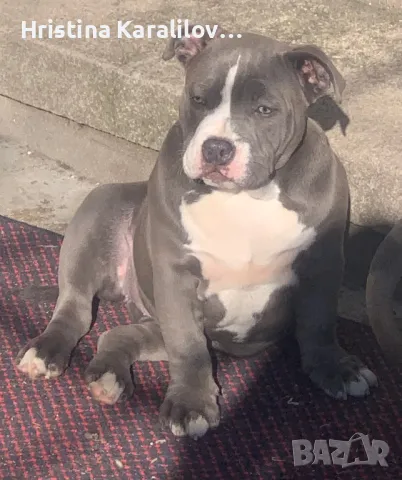 Американско були , снимка 3 - Други - 49399594