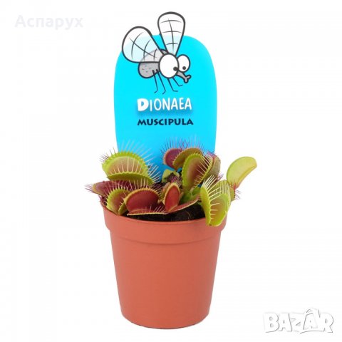 Венерина мухоловка Насекомоядно растение хищник, снимка 3 - Стайни растения - 39623615