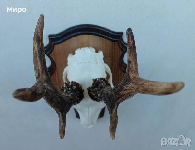 Трофей от сръндак.Рога., снимка 4 - Декорация за дома - 52863338
