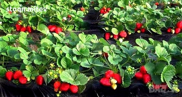 целогодилшен разсад ягоди , снимка 3 - Разсади - 53540955