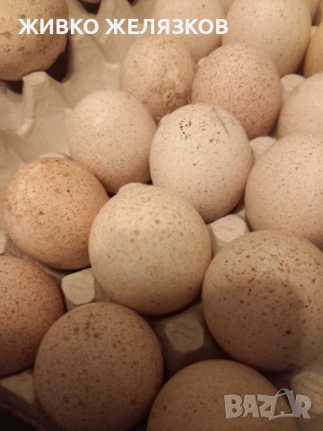 ПРОДАВАМ ДОМАШНИ ПУЙКИ И ЯЙЦА, снимка 13 - Кокошки и пуйки - 40014157