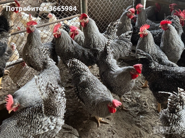 Продавам петли за ПЕТЛЬОВДЕН, снимка 2 - Кокошки и пуйки - 53203314