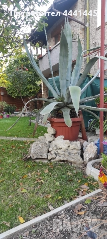 Столетник Агаве Алое, снимка 2 - Градински цветя и растения - 52259561
