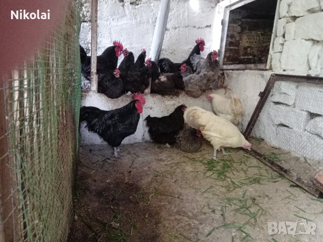 Разплодни яйца и пиленца от Легхорн, Легбар, Австралорп черен, син, Бял , снимка 3 - Кокошки и пуйки - 43887227