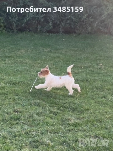 Парсън Ръсел Териер , снимка 11 - Джак ръсел териер - 47713816