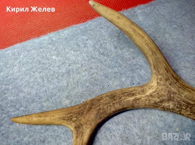 СТАР МАЛЪК ЕЛЕНОВ РОГ За КОЛЕКЦИЯ ЛОВНА ХИЖА ТЕМАТИЧЕН ИНТЕРИОР ДРЪЖКА За НОЖ 47626, снимка 7 - Други ценни предмети - 47562352