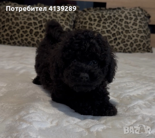 Мини пудел мини, снимка 8 - Пудели - 52755301