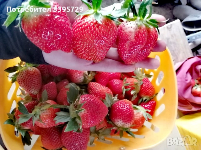разсад за ягоди записвам за края на февруари цена 025€, снимка 6 - Разсади - 53407757
