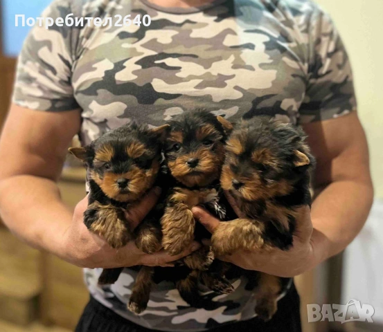 Йоркширски териер-стандарт