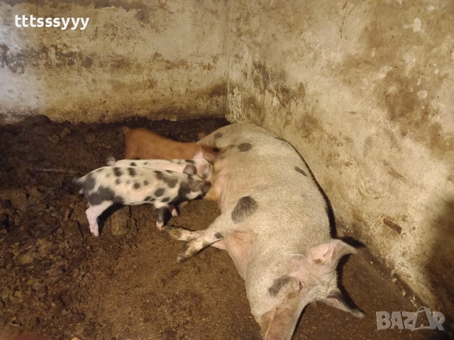 Продавам прасета .малки 150-200. Големи 600- 1100лв, снимка 3 - Прасета - 52770404