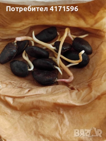 Asimina triloba, American papaw,Индиански банан, снимка 8 - Сортови семена и луковици - 51840478