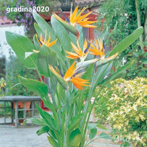 Кралска стрелиция (Strelitzia reginae), снимка 5 - Разсади - 52906618