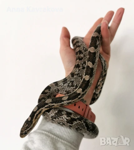 Царевичен смок , снимка 1