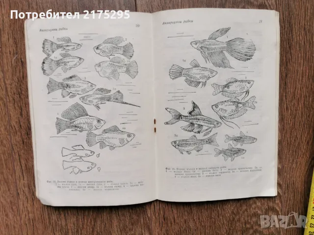 Аквариумни рибки-Г.Кондов-1991г., снимка 5 - Рибки - 49698717