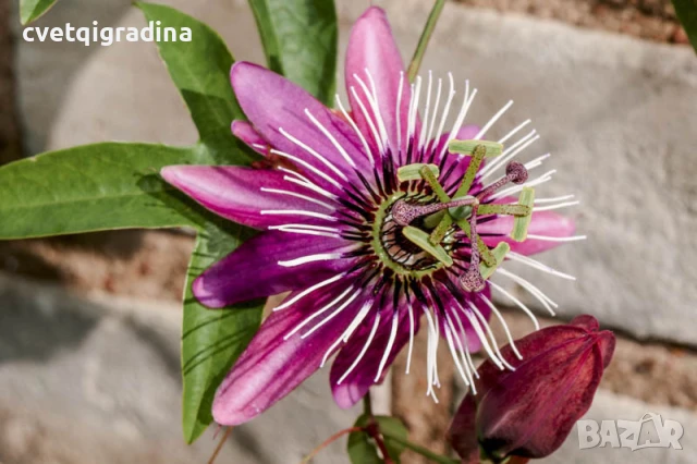 Passiflora Victoria (Пасифлора Виктория), снимка 3 - Градински цветя и растения - 50906401