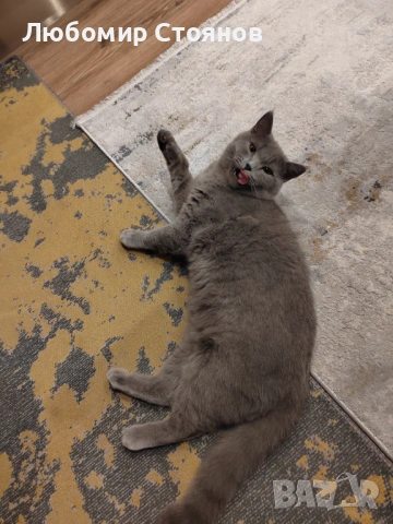 Британец за разплод , снимка 9 - Британска късокосместа - 53433473