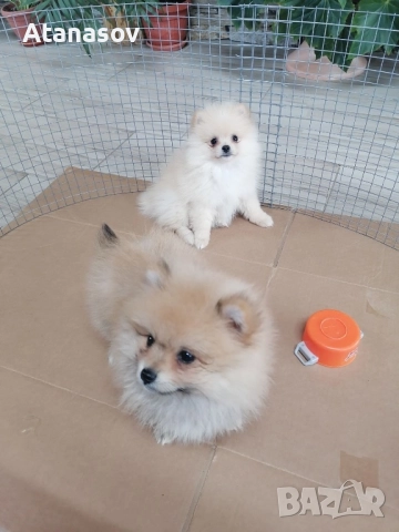 Померан Померанче, снимка 2 - Померан - 52669449