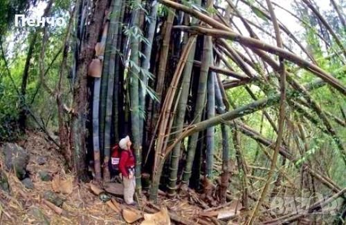 100 бр. Бамбукови Семена гигантски бамбук Moso Bambo градински декоративни растения декорация за гра, снимка 3 - Сортови семена и луковици - 28244727