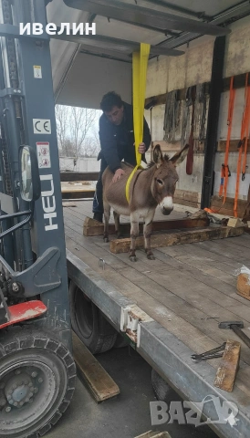транспорт с огромен бус , снимка 10 - Транспортни услуги - 52348878