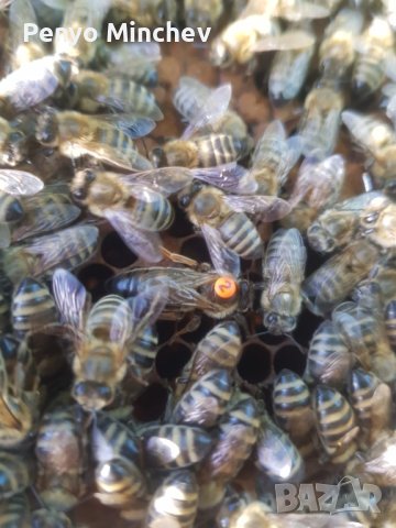 Пчелни семейства (малки) Отводка карника Carnica, снимка 12 - Други - 43328043