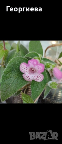 колерия растения и ризоми , снимка 7 - Стайни растения - 51619779