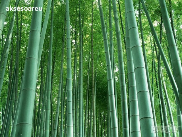 100 Семена от бамбук Moso-Bamboo красиво растение за вашата градина, за декорация 