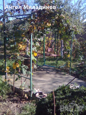 къпина без бодли, снимка 5 - Градински цветя и растения - 50055002