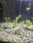 Продавам малки рибки на брой 1.28 евро  , снимка 11